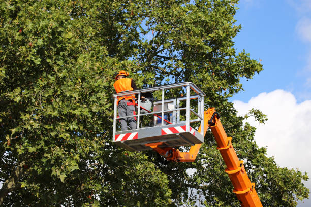 Best Emergency Tree Removal  in Bristol, WI